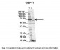WBP11 antibody - N-terminal region